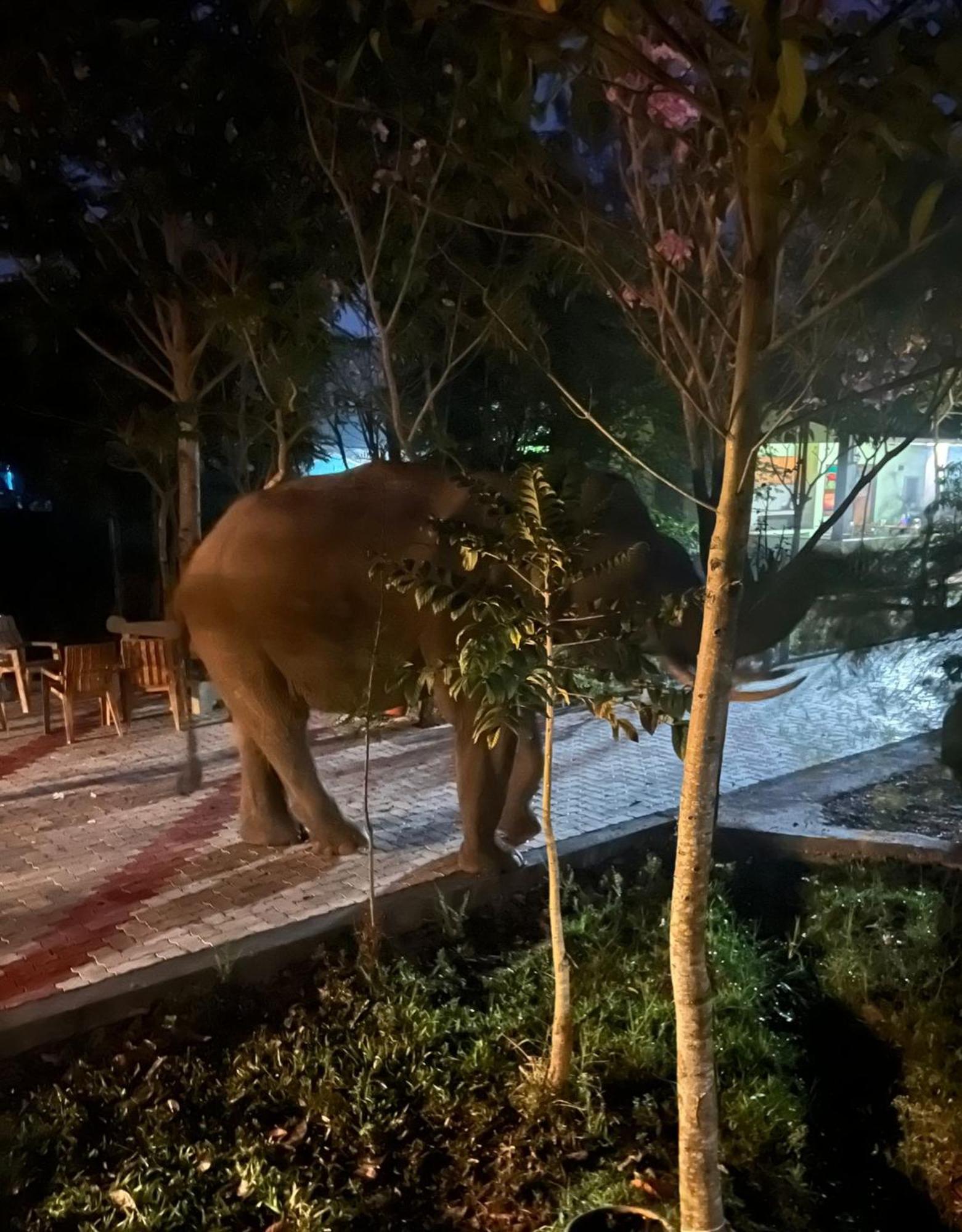 The Deer Meadows Villa Mudumalai Buitenkant foto